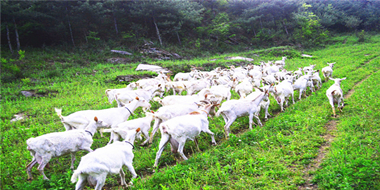 陜西羊乳產(chǎn)業(yè)基地概述 ——全球羊奶看中國，中國羊奶看陜西！